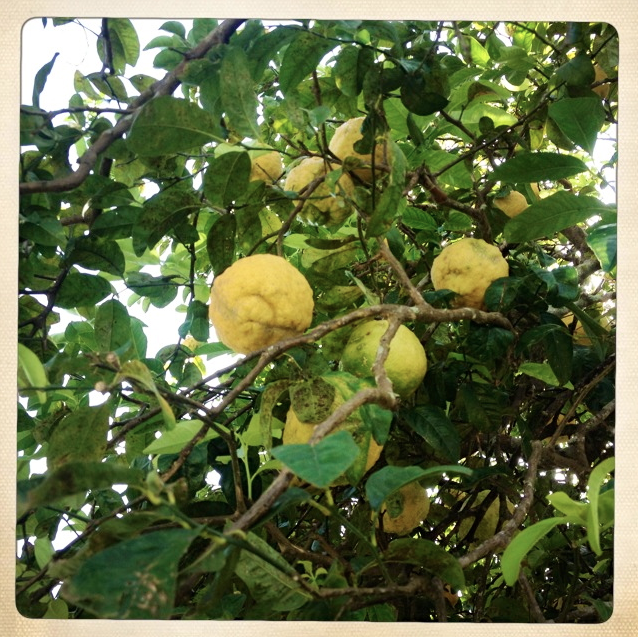 Trees loaded with fragrant lemons.