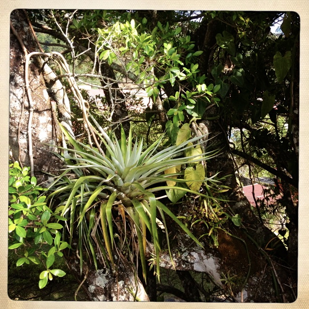 Wild airplants