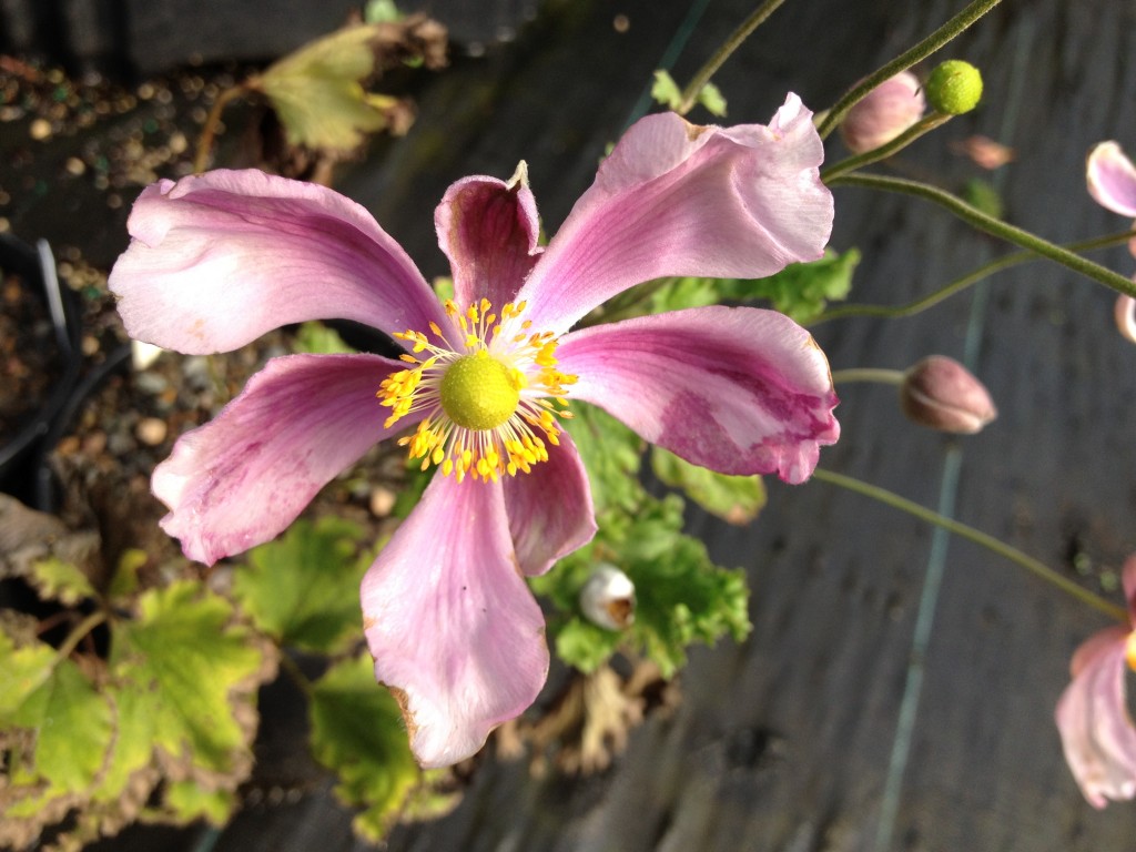 Japanese anenome