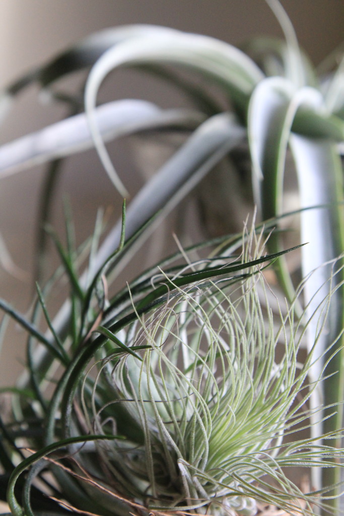 Airplants